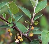 Cotoneaster integerrimus