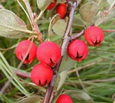 Cotoneaster integerrimus