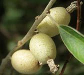 Elaeagnus angustifolia