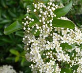 Pyracantha coccinea