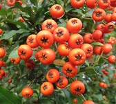 Pyracantha coccinea