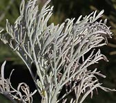 Artemisia arborescens