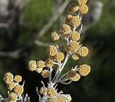 Artemisia arborescens