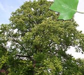 Liriodendron tulipifera