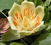 Liriodendron tulipifera