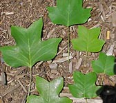 Liriodendron tulipifera