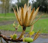 Liriodendron tulipifera