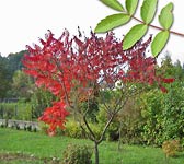 Rhus typhina