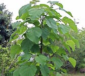 Paulownia tomentosa