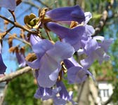 Paulownia tomentosa