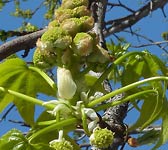 Liquidambar styraciflua