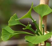 Ginkgo biloba