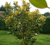 Magnolia grandiflora