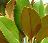 Magnolia grandiflora