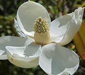 Magnolia grandiflora