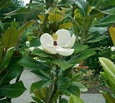 Magnolia grandiflora