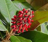 Magnolia grandiflora