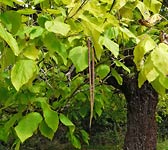 Catalpa bignonioides