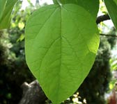 Catalpa bignonioides