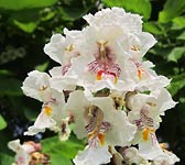 Catalpa bignonioides