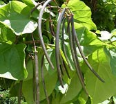 Catalpa bignonioides