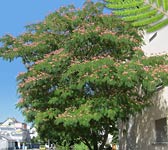 Albizia julibrissin