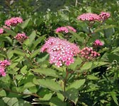 Spiraea japonica