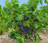 Vitis vinifera