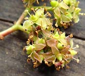 Parthenocissus tricuspidata