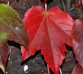 Parthenocissus tricuspidata