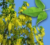 Laburnum anagyroides