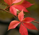 Parthenocissus quinquefolia