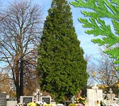 Thuja occidentalis