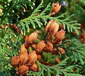 Thuja occidentalis