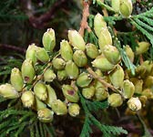 Thuja occidentalis