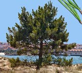 Pinus radiata