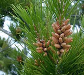 Pinus radiata