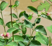 Symphoricarpos albus