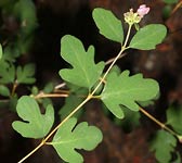 Symphoricarpos albus