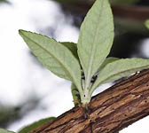 Buddleja davidii