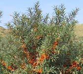 Hippophae rhamnoides