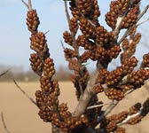 Hippophae rhamnoides