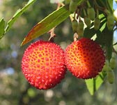 Arbutus unedo