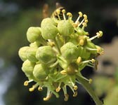 Hedera helix