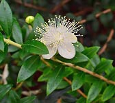 Myrtus communis