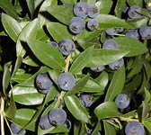 Myrtus communis