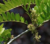 Gleditsia triacanthos