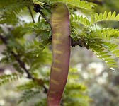 Gleditsia triacanthos