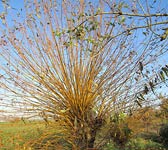 Salix alba var. vitellina