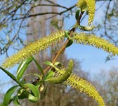 Salix alba var. vitellina